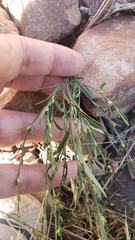 Polygonum sawatchense