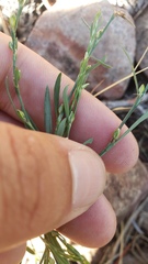 Polygonum sawatchense