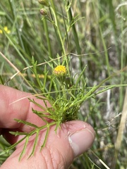 Picradeniopsis multiflora