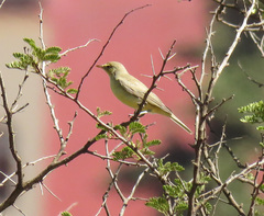 Hippolais polyglotta