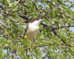 Lanius senator senator