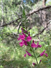 Salvia lemmonii
