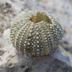 Psammechinus miliaris