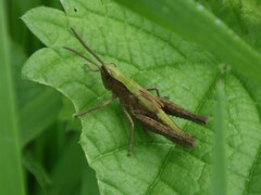 Chorthippus dorsatus