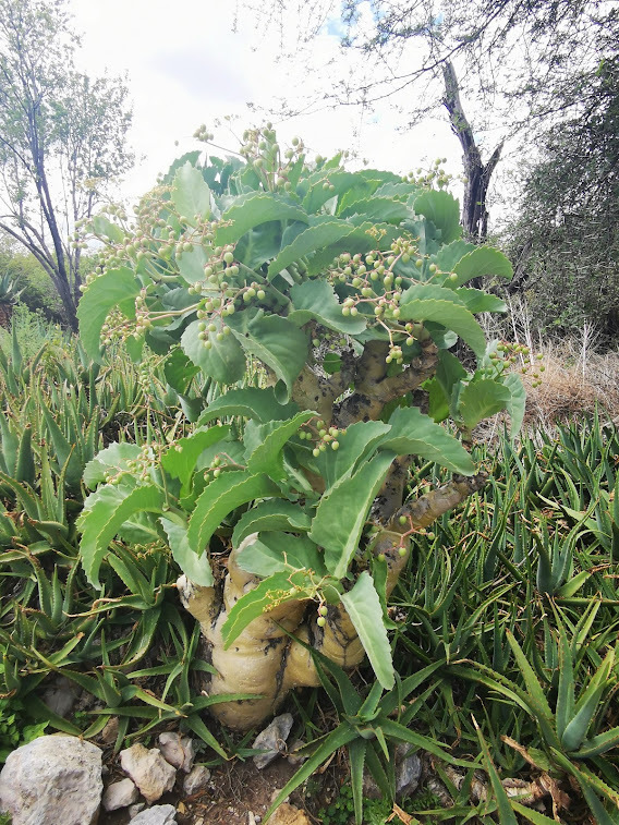 Foto de Árvore-batata