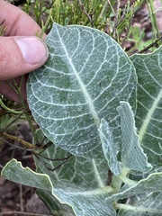Asclepias nummularia