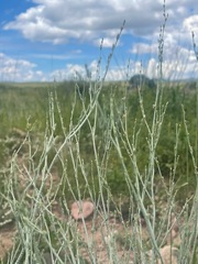 Eriogonum polycladon