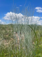 Eriogonum polycladon