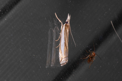 Crambus leachellus