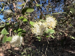 Phebalium squamulosum