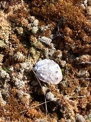 Haliotis kamtschatkana