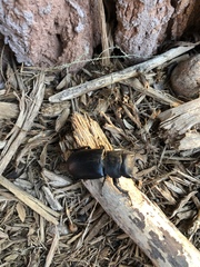 Lucanus mazama