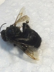 Bombus griseocollis