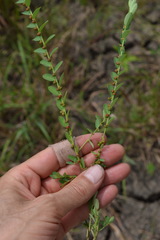 Phyllanthus evanescens