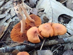 Cortinarius hesleri