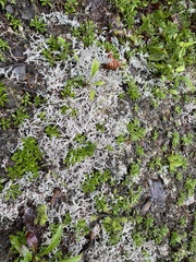 Stereocaulon dactylophyllum