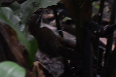 Pheugopedius fasciatoventris
