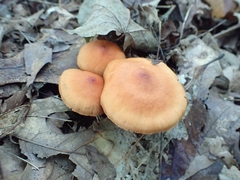 Cortinarius hesleri