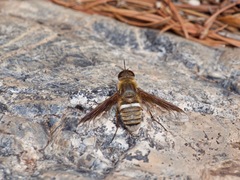 Exoprosopa rostrifera