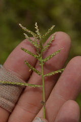 Urochloa reptans