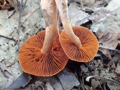 Cortinarius hesleri