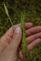 Urochloa reptans