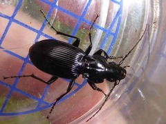 Pterostichus cristatus