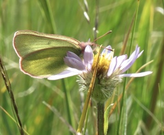 Colias behrii