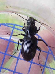 Pterostichus cristatus