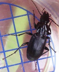 Pterostichus cristatus