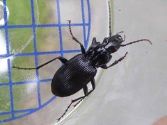 Pterostichus cristatus