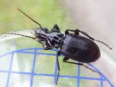 Pterostichus cristatus