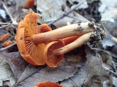 Cortinarius hesleri