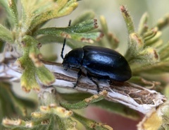 Altica obliterata