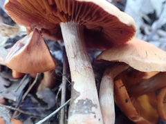 Cortinarius hesleri