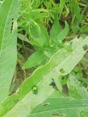 Chrysolina graminis