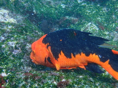 Bodianus eclancheri
