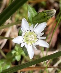 Gentiana douglasiana