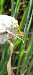 Sympetrum vicinum