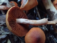 Cortinarius hesleri