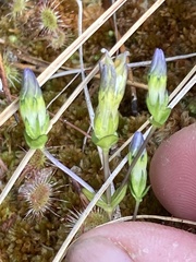 Gentiana douglasiana