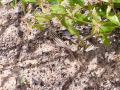 Aspidoscelis sonorae