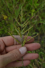 Urochloa ramosa