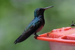 Chrysuronia coeruleogularis