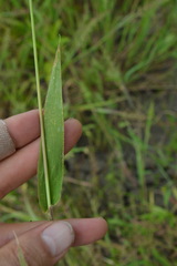 Urochloa ramosa