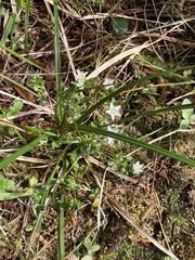 Gentiana douglasiana