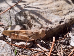 Trimerotropis modesta