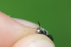 Andrena placata