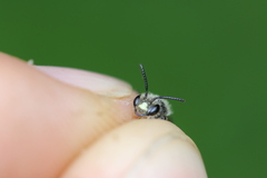 Andrena placata