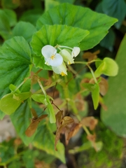 Begonia hirtella
